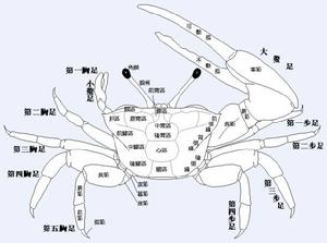 秀麗招潮蟹 秀麗招潮蟹