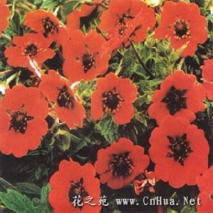 花紅委陵菜 花紅委陵菜