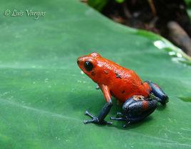 草莓箭毒蛙 草莓箭毒蛙