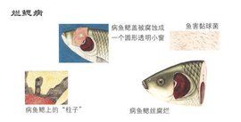 爛鰓病 爛鰓病