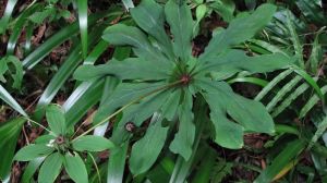 露水一顆珠 露水一顆珠