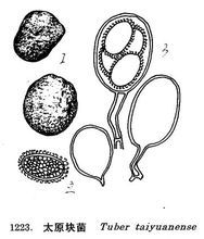 太原塊菌 太原塊菌