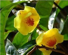 貴州金花茶 貴州金花茶