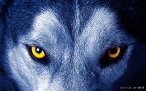 東北秘境往事一百年：狼王