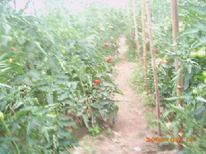 小牛群鎮冷棚蔬菜