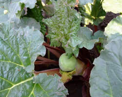 波葉大黃 波葉大黃