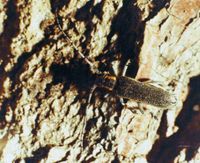 青楊天牛 青楊天牛