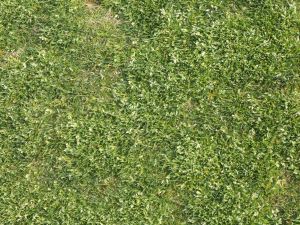 一年生雜草 一年生雜草