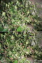 紅雀珊瑚[植物]