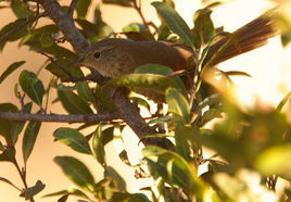 馬基卡納灶鳥 馬基卡納灶鳥
