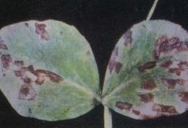 尾孢屬蘭花葉斑病