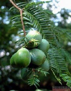 中國香榧之鄉 中國香榧之鄉