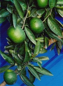 青島溫州蜜柑 青島溫州蜜柑