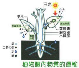 植物體內物質運輸