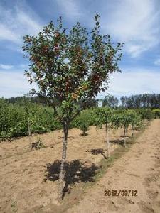 火焰海棠 火焰海棠