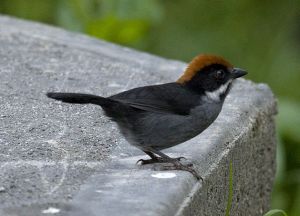 烏頭藪雀 烏頭藪雀