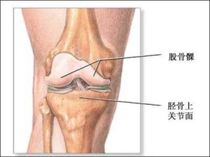 脛骨平台 脛骨平台