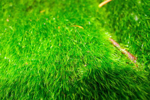 厚角曲尾蘚 厚角曲尾蘚