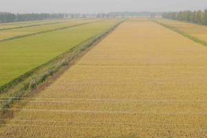 前郭爾羅斯蒙古族自治縣