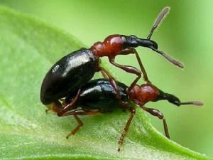 甘薯蟻象 甘薯蟻象