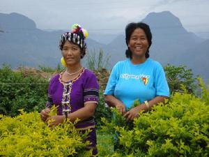 青樹寨自然村[雲南省耿馬縣孟定鎮青樹寨自然村]