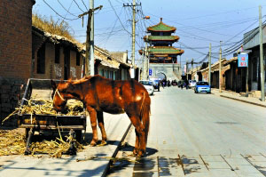 永寧鎮的古文化街上，馬匹與轎車和平共處。