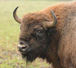 歐洲野牛 歐洲野牛