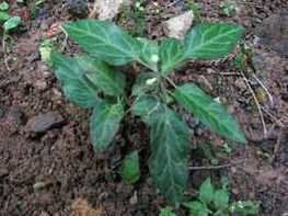 單葉地黃連 單葉地黃連