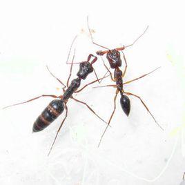 粒紋大齒猛蟻 粒紋大齒猛蟻