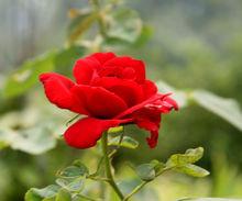 切花月季形態圖片