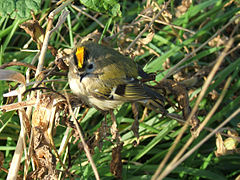 kinglet kinglet