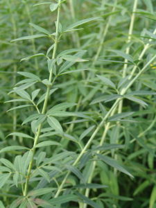 三葉金雞菊 三葉金雞菊