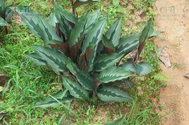 海南三七[植物名稱]