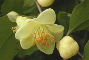 檸檬金花茶 檸檬金花茶