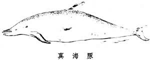 海豚科