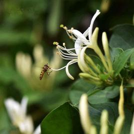 金銀花涼茶 金銀花涼茶