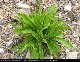 炒毛連菜 炒毛連菜