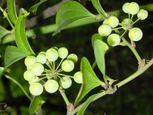 平滑菝葜 平滑菝葜