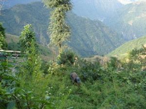 雙命地村 雙命地村