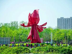 菏澤牡丹 菏澤牡丹