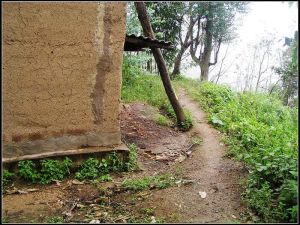 野播村村內道路