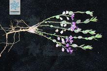 黃瓜仁草[黃瓜仁草]