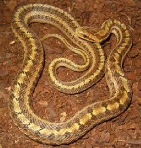 白條錦蛇 白條錦蛇