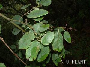 牯嶺勾兒茶 牯嶺勾兒茶