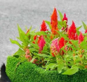 鳳尾雞冠 鳳尾雞冠