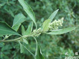 藜草花葉病毒 藜草花葉病毒