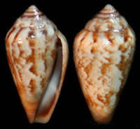 塔科馬芋螺 塔科馬芋螺