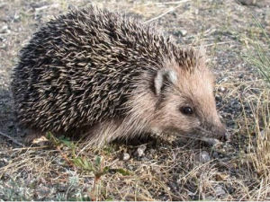 達烏爾蝟 達烏爾蝟