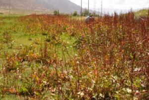 紫莖酸模 紫莖酸模