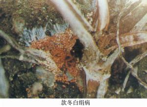 款冬白絹病 款冬白絹病